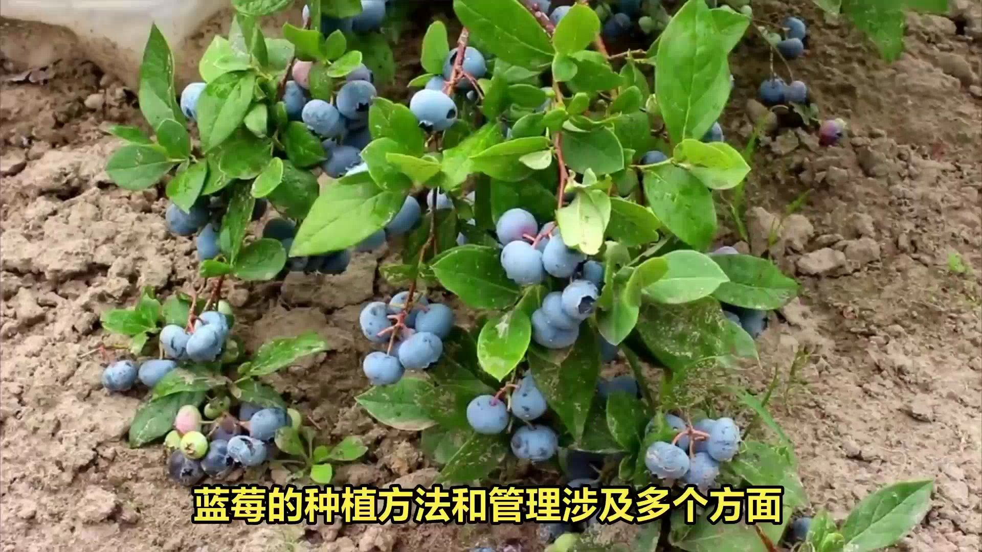 蓝莓种植技术全过程分享:蓝莓的种植方法及管理要点哔哩哔哩bilibili