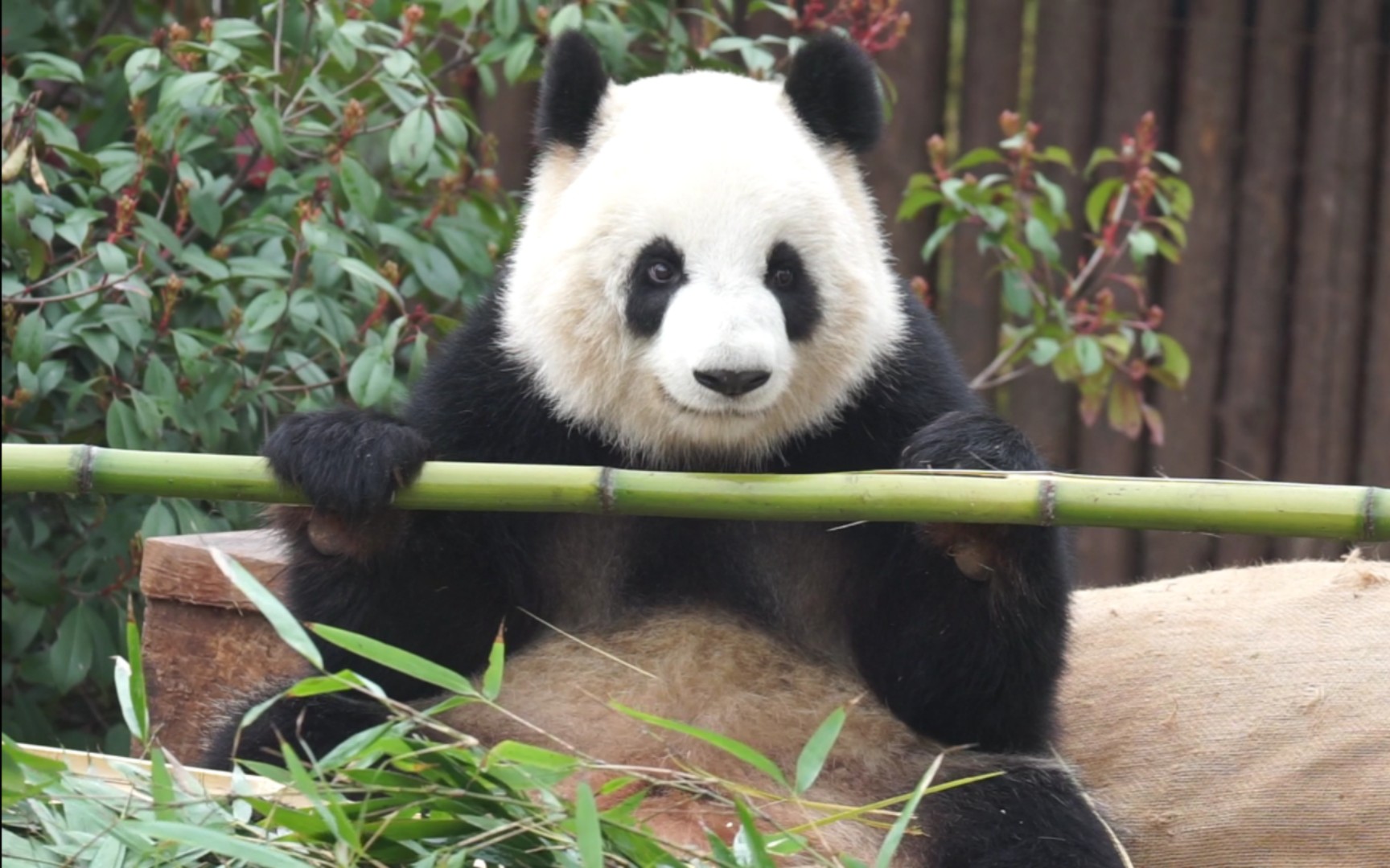 【大熊猫大美】来一根大竹竿,看这牙口多好咬起来嘎嘣脆