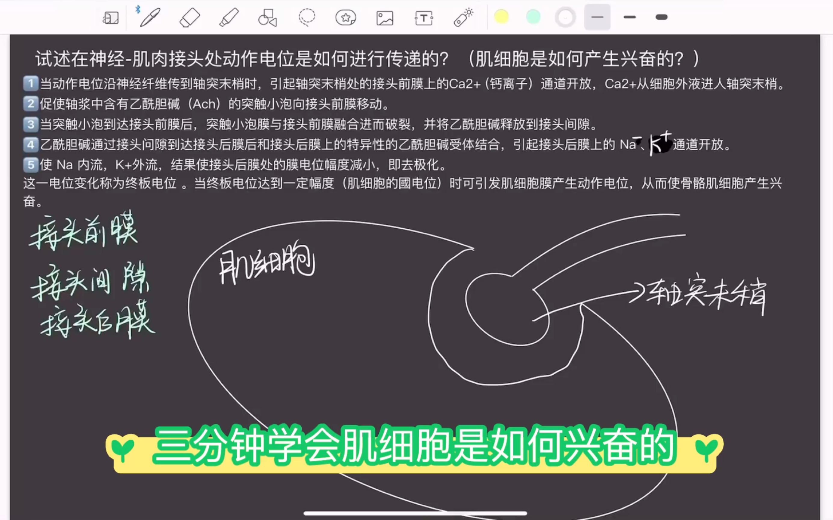 肌细胞是如何兴奋的!神经肌肉接头 湖南师范大学346湖师大346哔哩哔哩bilibili