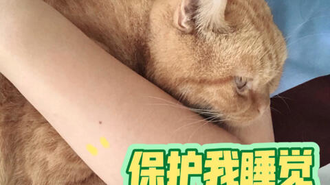 午睡抱着猫咪 柔软的毛毛让人安心 他也一动不动的让我搂着 保护我睡觉 哔哩哔哩 午睡抱着猫咪 柔软的毛毛让人安心 他也一动不动的让我搂着 保护我睡觉 哔哩哔哩