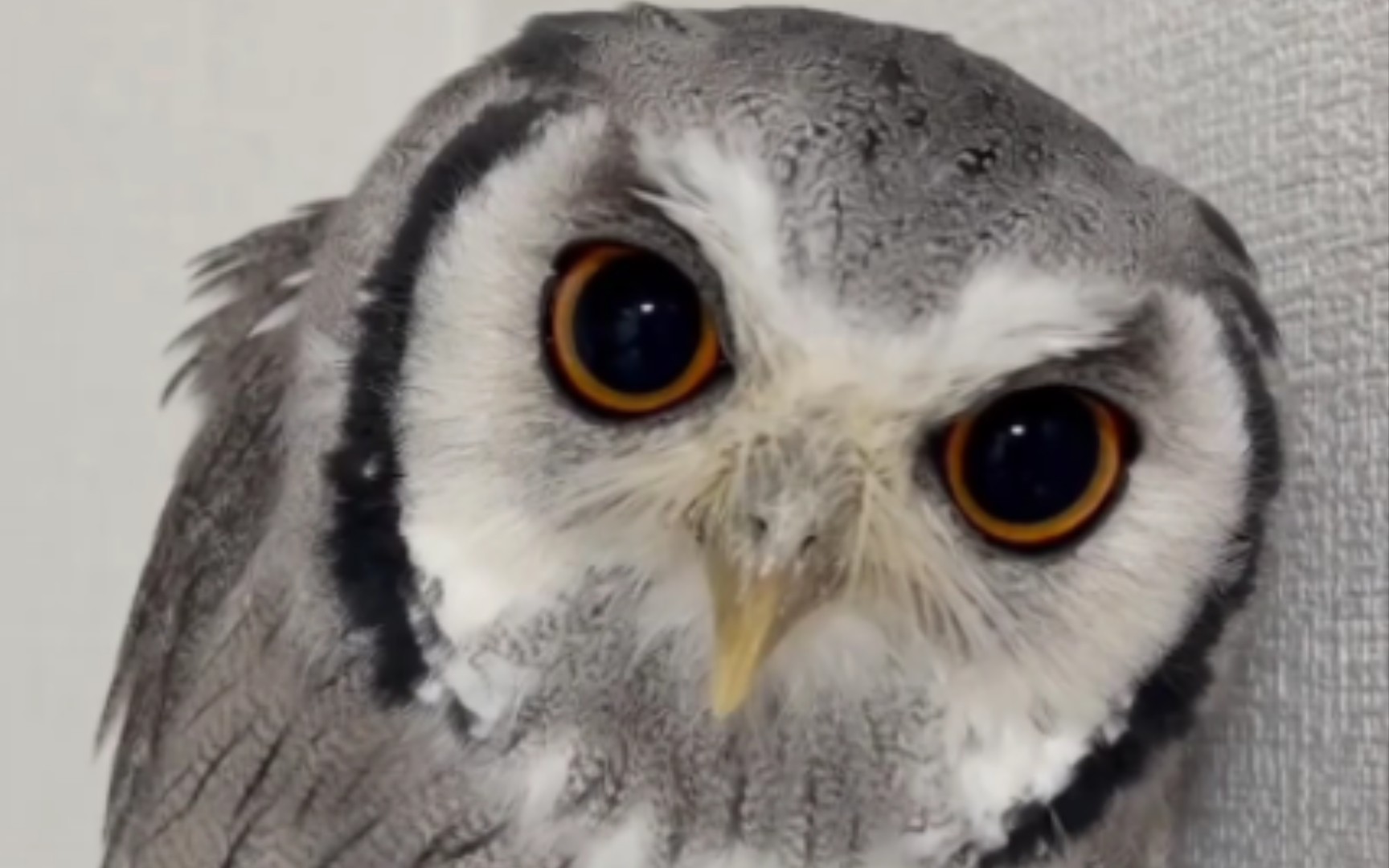 疑似出现酒精中毒症状的白脸角鸮