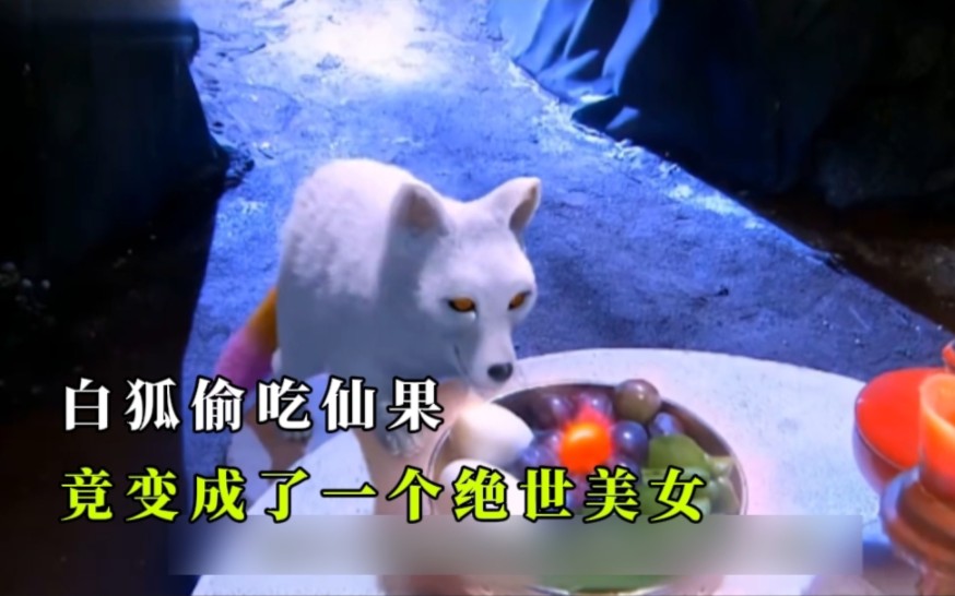 白狐偷吃仙果,竟变成了一个绝世美女