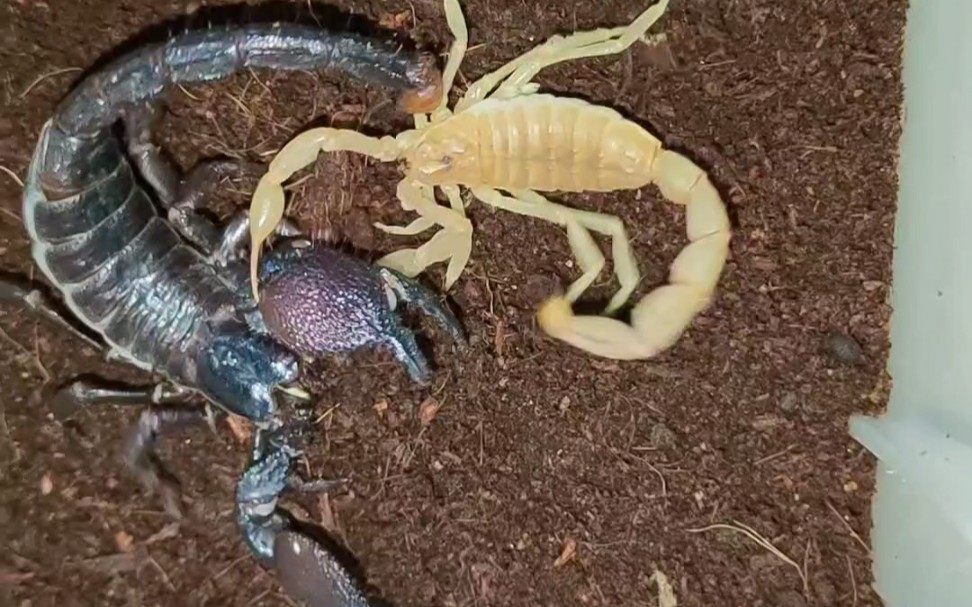 帝王蝎夹爆阿莫勒黄肥尾蝎