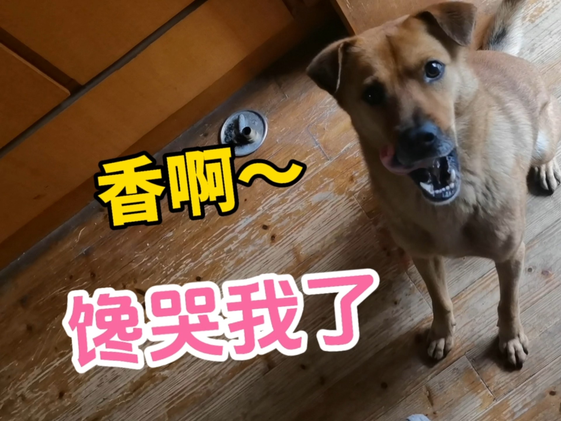 怎么逗手套,那当然是馋哭他了,看他想吃的小表情,那个搞笑啊