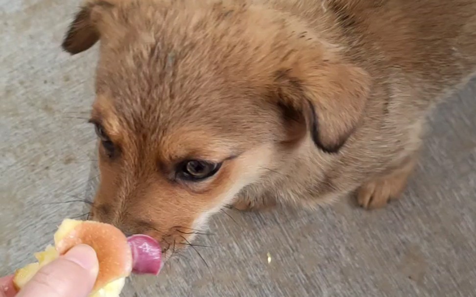 农村土狗"舔苹果"