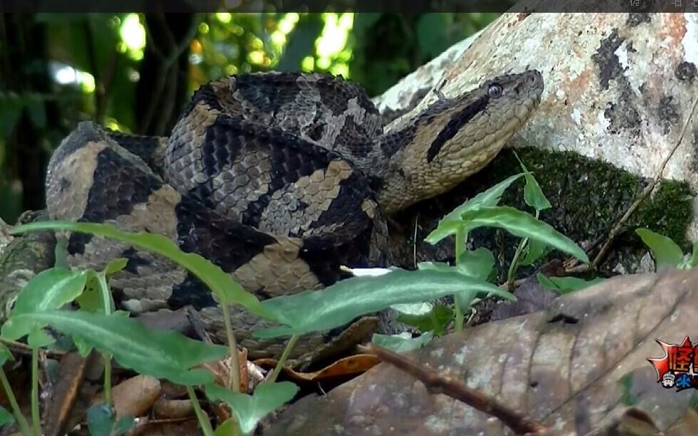 跳蝮-恐怖毒蛇反复撕咬猎物注射毒液