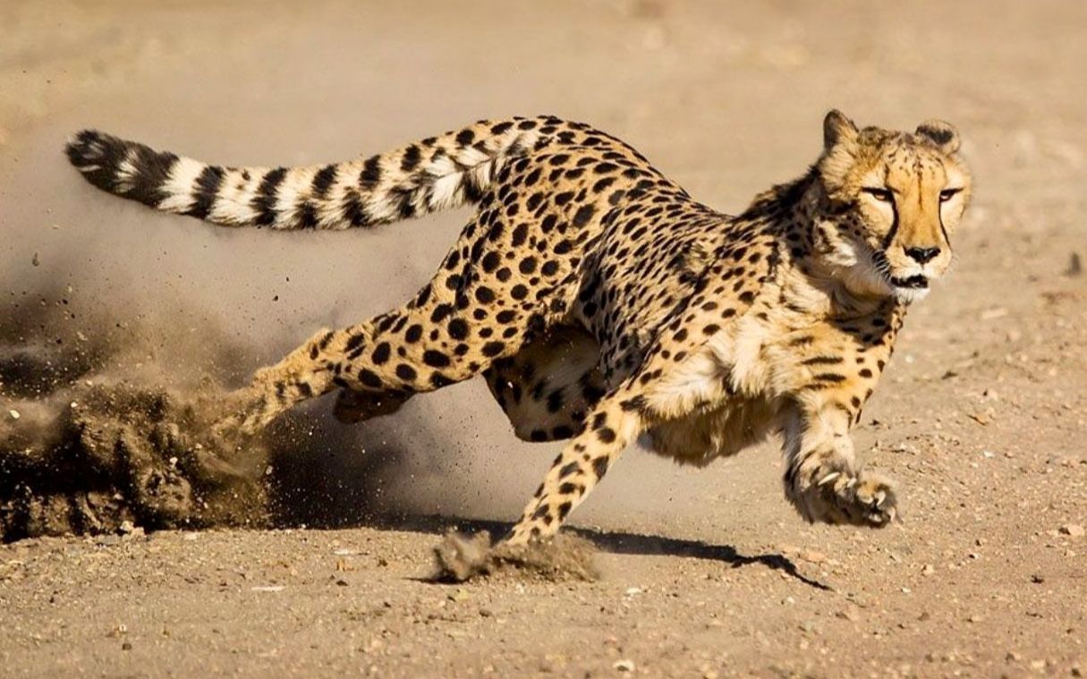 猎豹霸气奔跑图片