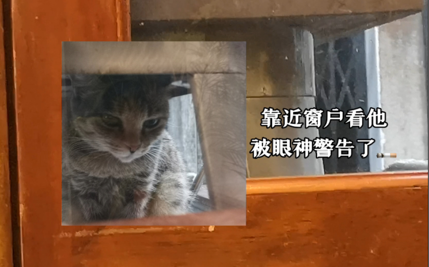 [图]【猫&打卡】书店睡觉的臭屁猫/那不勒斯四部曲之3离开的，留下的/1200bookbed/OurR