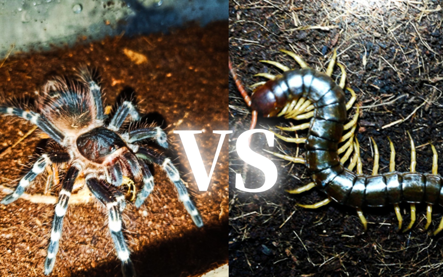 巨人蜈蚣vs巨人食鸟蛛图片
