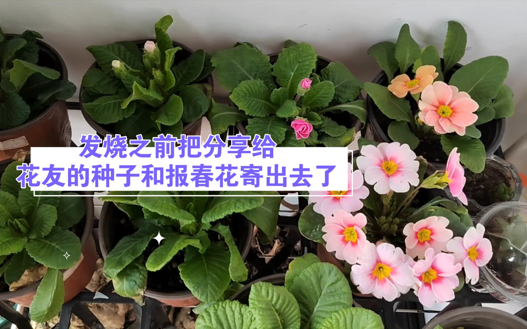 [图]发烧之前把分享给花友的种子和报春花寄出去了｜只差两天我就进决赛圈了