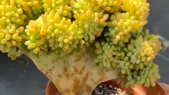 柠檬手指缀化188包邮