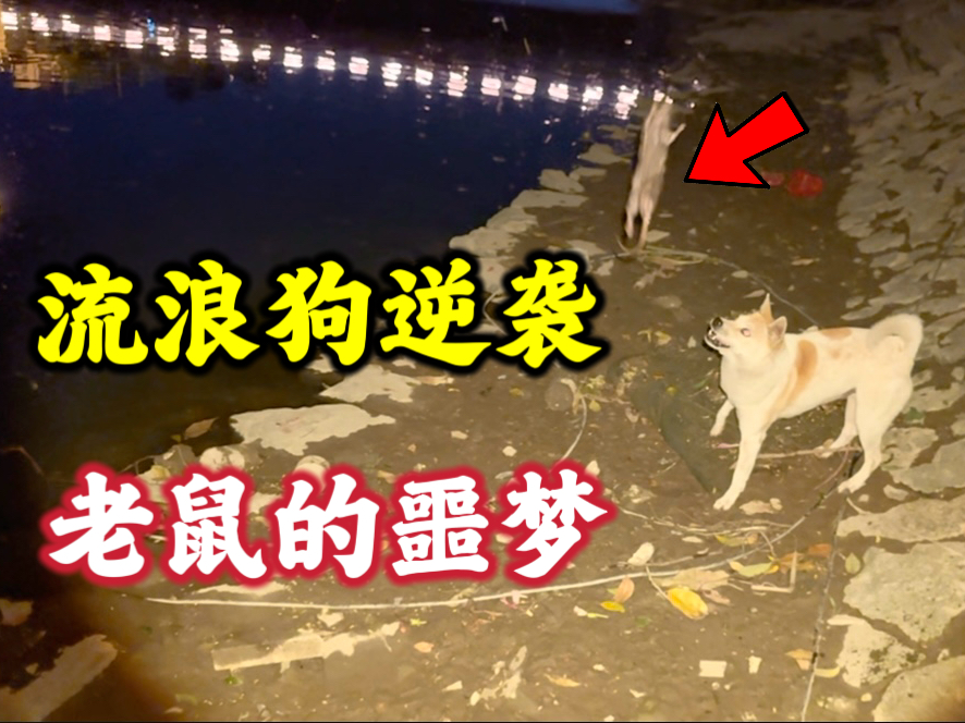 [图]城市猎人+猎犬和鼠王近身肉搏，一对情侣正在约会突然一只老鼠砸头上惊险了