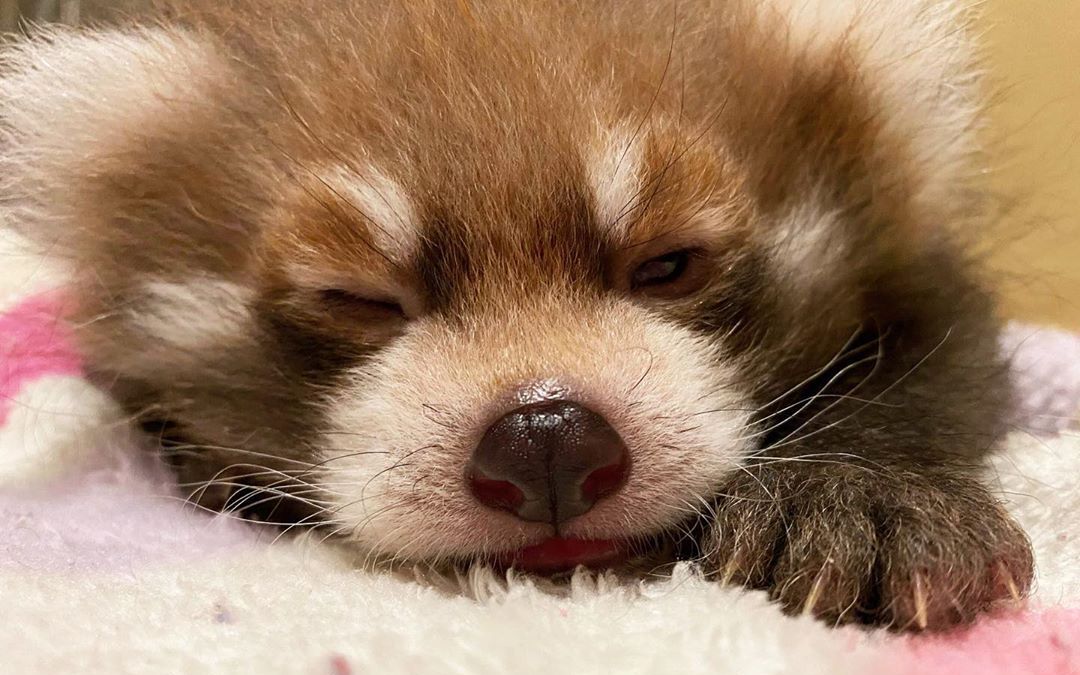 炸毛的小熊猫_哔哩哔哩 (゜-゜)つロ 干杯~-bilibili