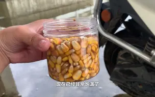 Download Video: 啤酒泡的老玉米效果确实好，鲤鱼两三次上钩，水下高清呈现