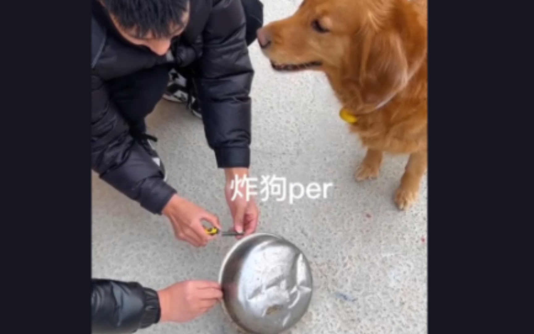 炸狗盆.狗子:我真的栓q