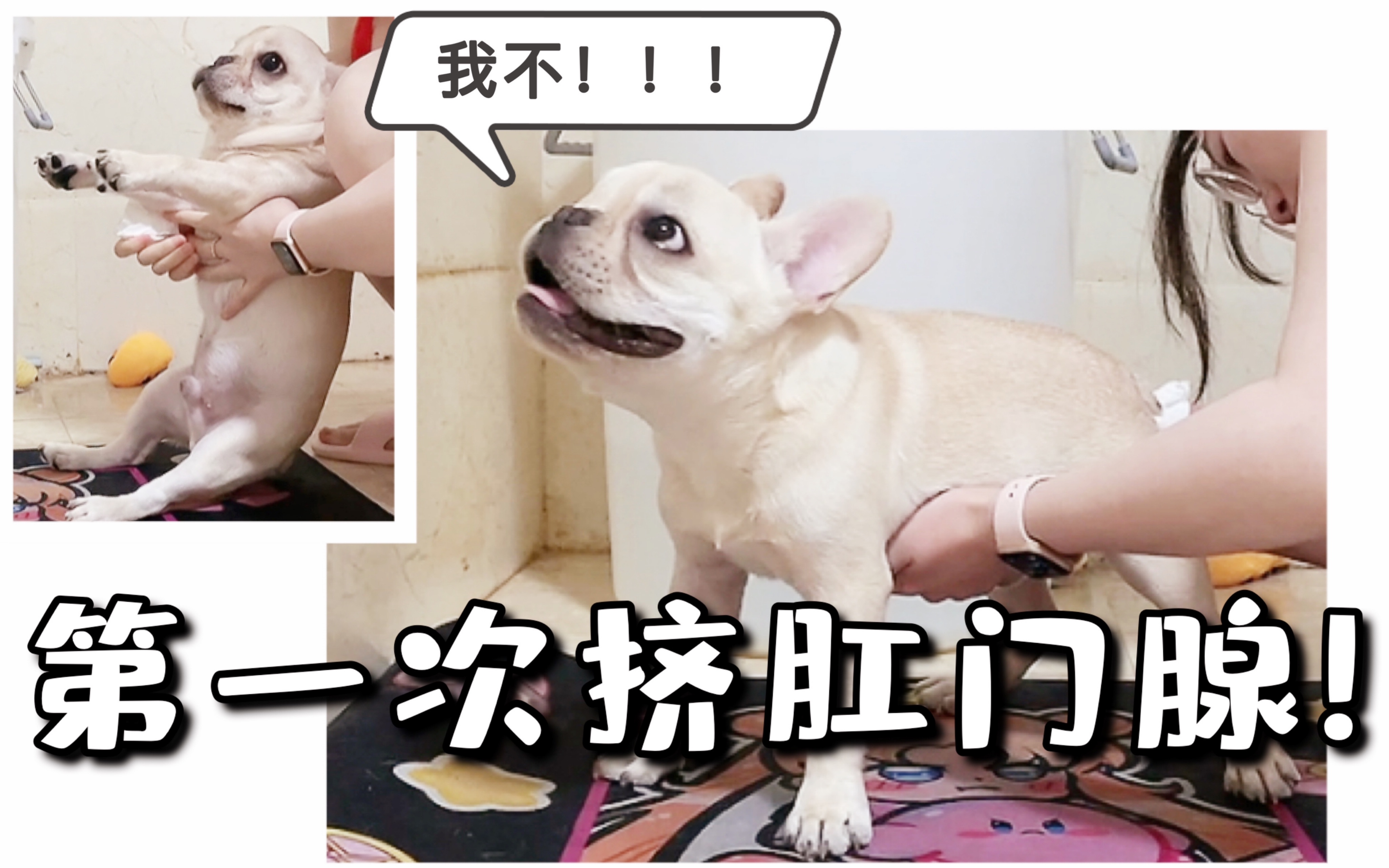 【法国斗牛犬】第一次挤肛门腺!废了九牛二虎之力,最终…哔哩哔哩bilibili