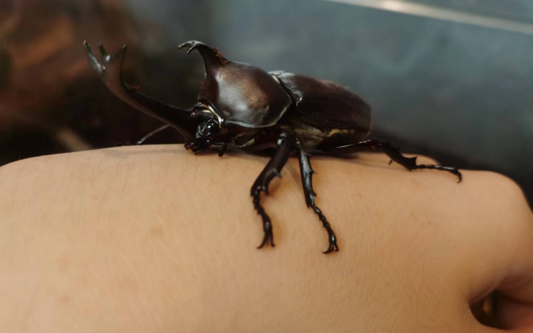 盛夏与锹甲与独角仙