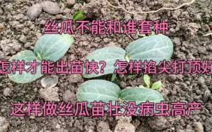 Download Video: 丝瓜不能和谁套种？如何浇水施肥掐尖好？这样做出苗快没病虫高产