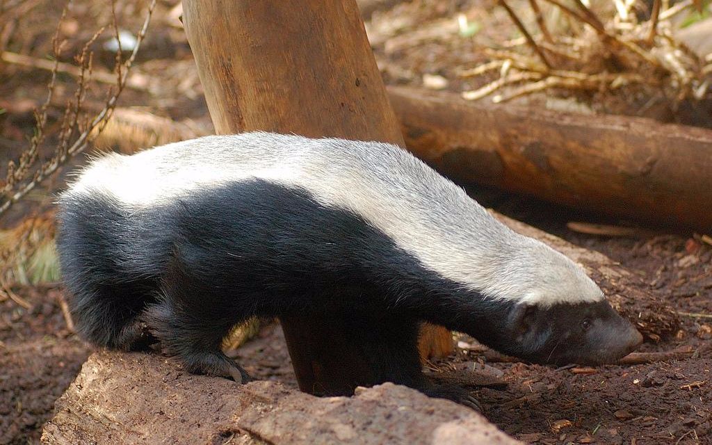 发兔冷知识社会我平头哥人狠话不多不是在打架就是在打架的路上