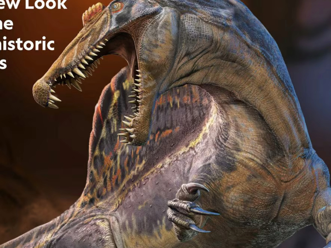 塞利诺新复原的棘龙