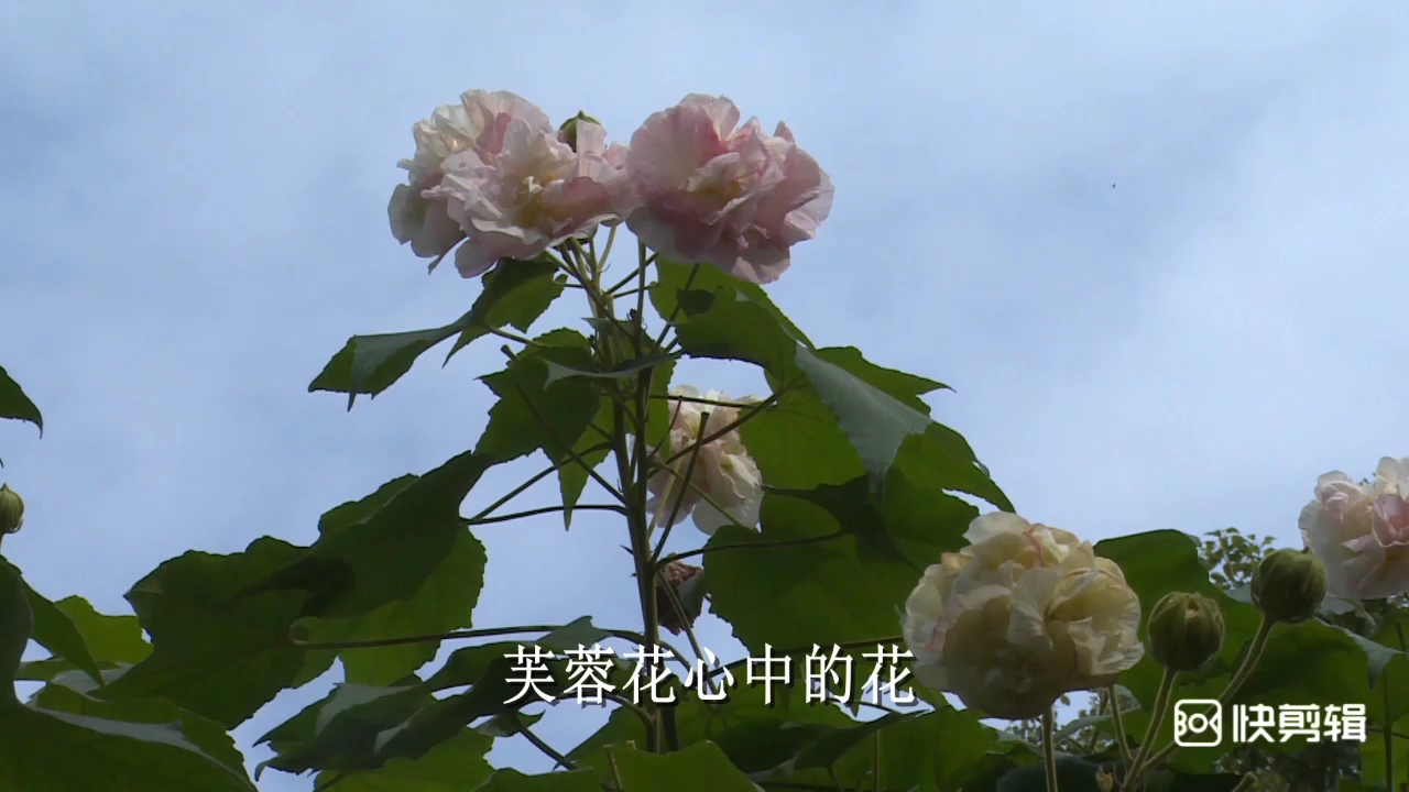 [图]芙蓉花开在九月八