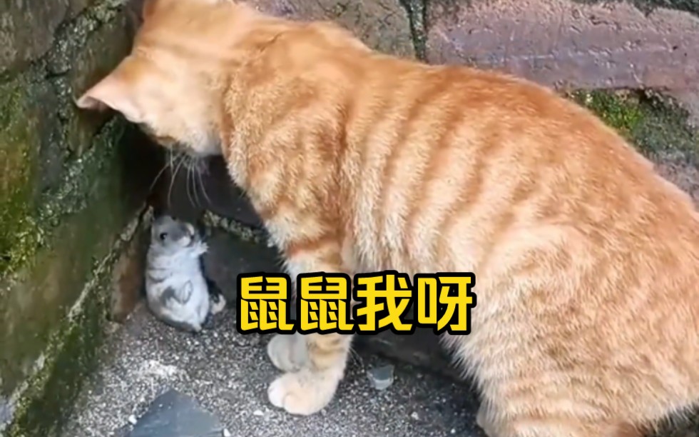 “猫爪老鼠的高能瞬间,这就是血脉压制”哔哩哔哩bilibili