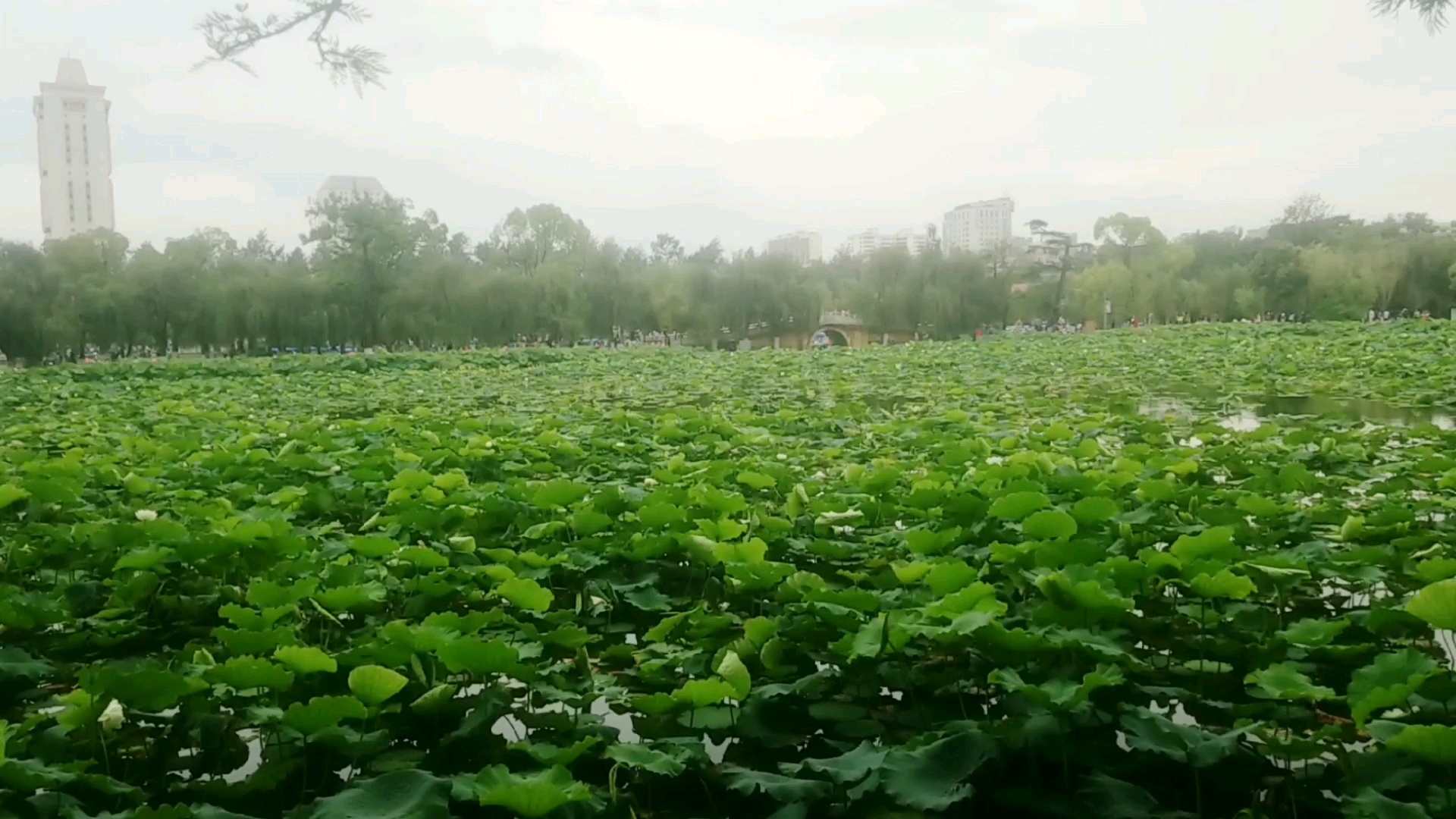 [图]翠湖荷塘