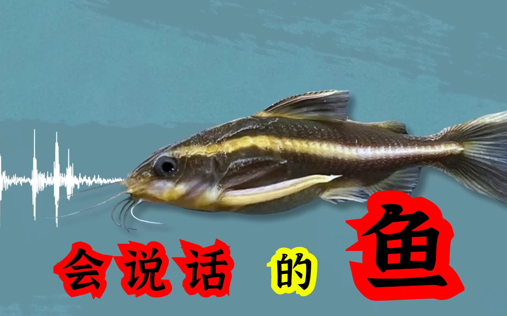 第一条会说人话的鱼,它们从什么时候会说话的