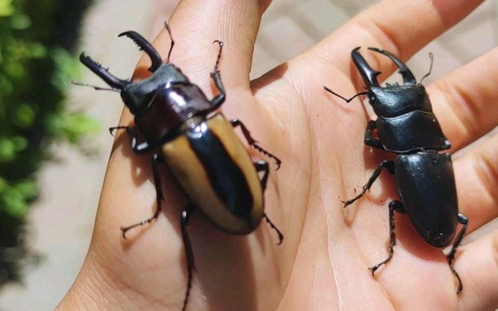 锹甲飞虫!丁丁爱折纸!