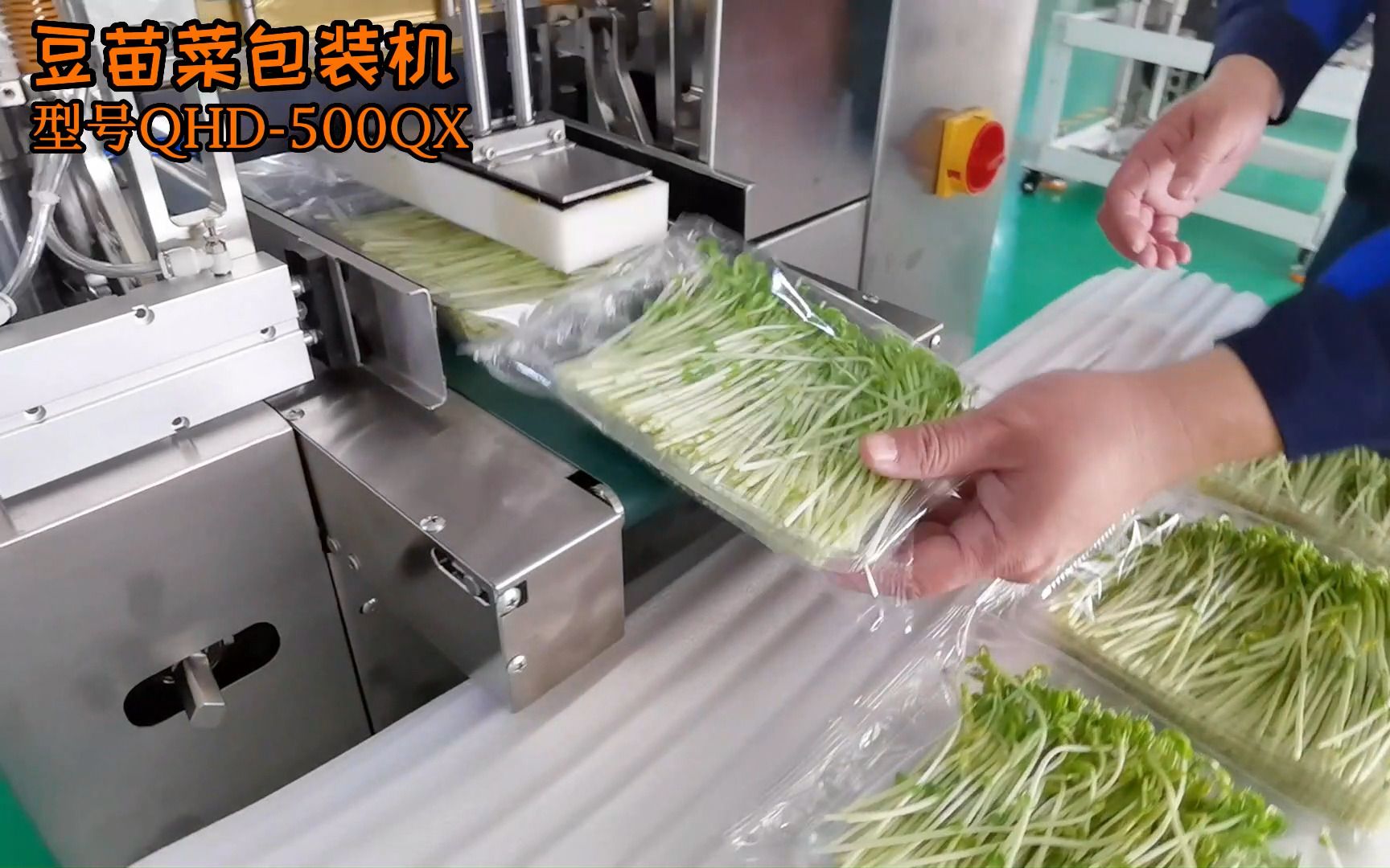 祺恒达全自动蔬菜豆苗菜包装机现场包装 往复式果蔬豆苗菜包装机