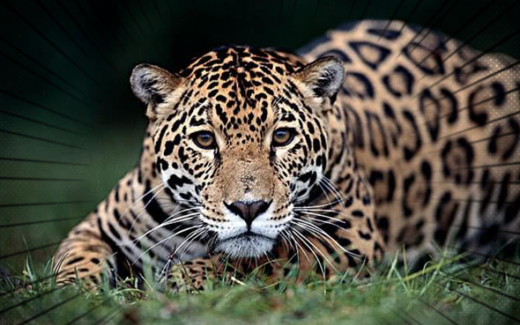 2020动物圈年度盛典:美洲豹