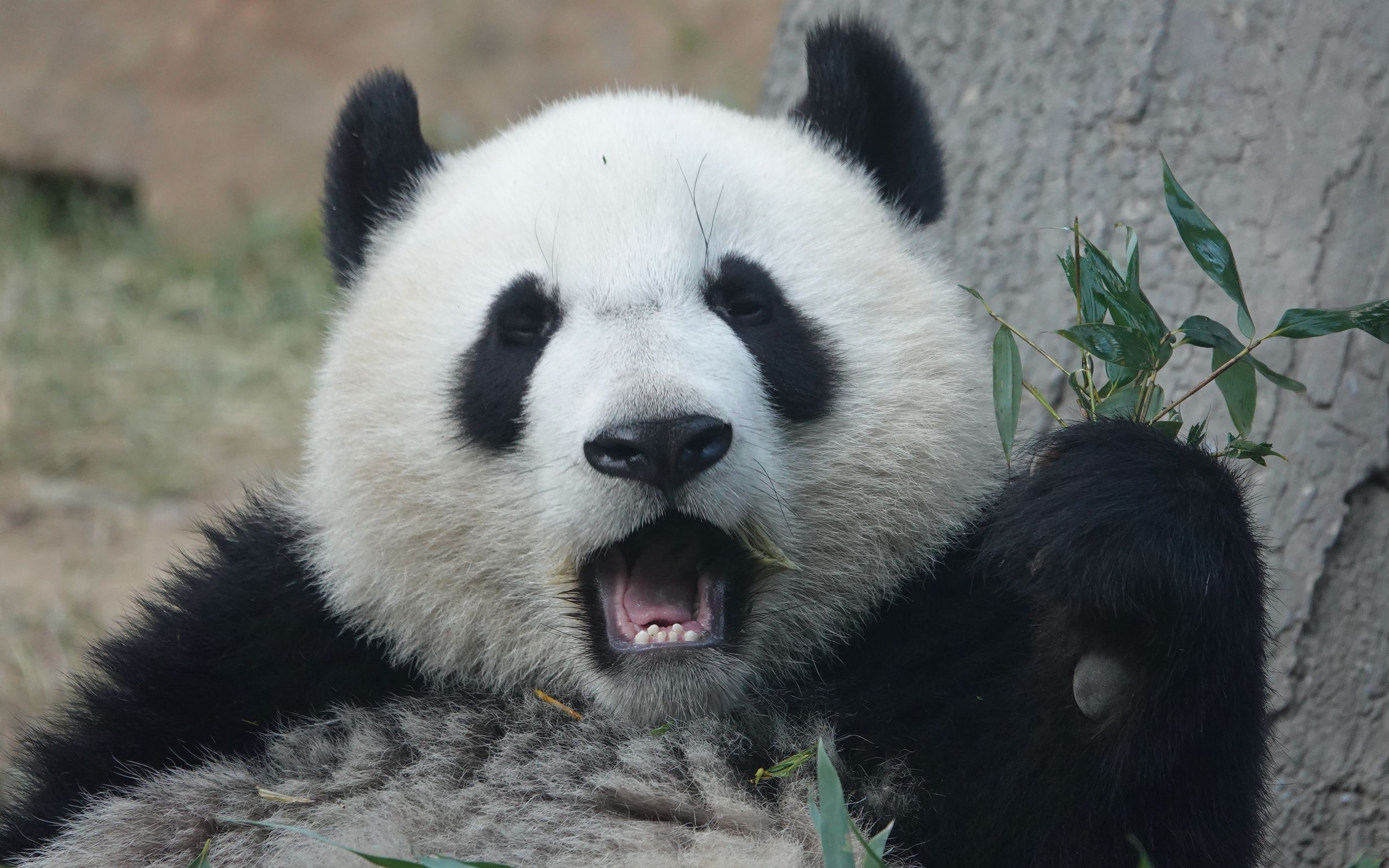 【大熊猫萌宝】吃饭饭灰常积极