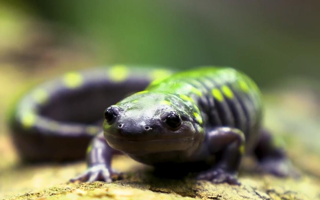 蝾螈对着镜头微笑