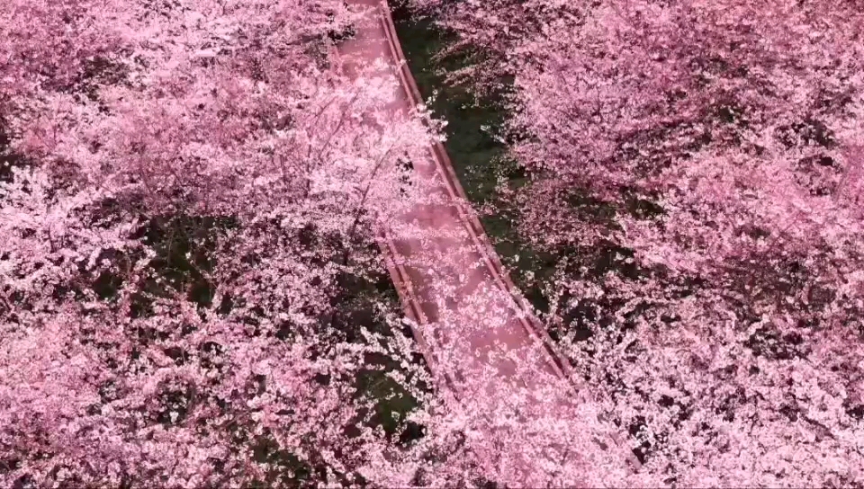 全世界最大的櫻花園,帶上你喜歡的人,來貴州看櫻花