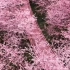这里不是日本，是中国贵州平坝。全世界最大的樱花园，带上你喜欢的人，来贵州看樱花
