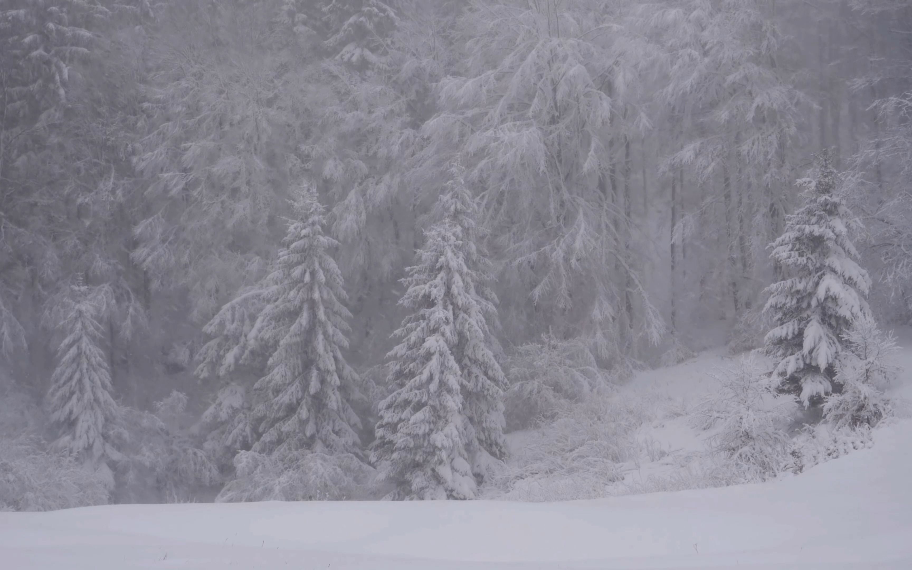 [图]纯洁的雪，终究是白了我的整个世界。