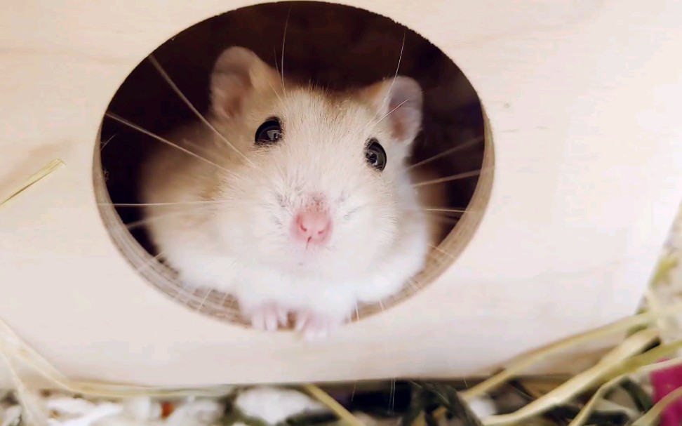 【仓鼠】二胖的两次石化和一次美颜暴击