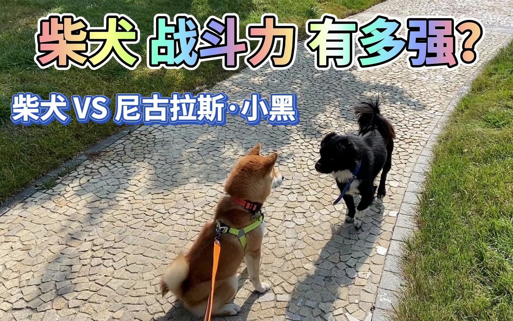 [图]柴犬的战斗力到底有多强？柴犬VS尼古拉斯·小黑