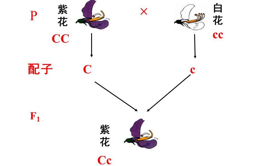 [高考生物]遗传学 #1 分离定律哔哩哔哩bilibili