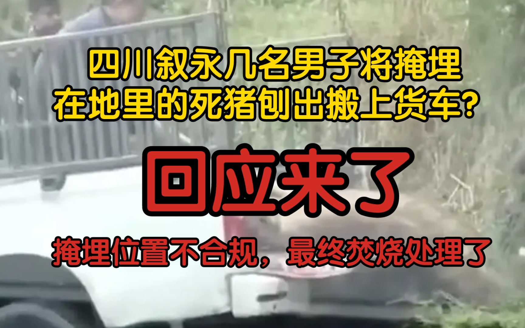 【前因后果】四川叙永几名男子将掩埋在地里的死猪刨出搬上货车?掩埋位置不合规,最终焚烧处理哔哩哔哩bilibili