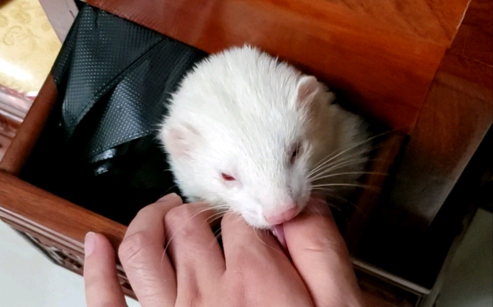 练习报恩的傻貂