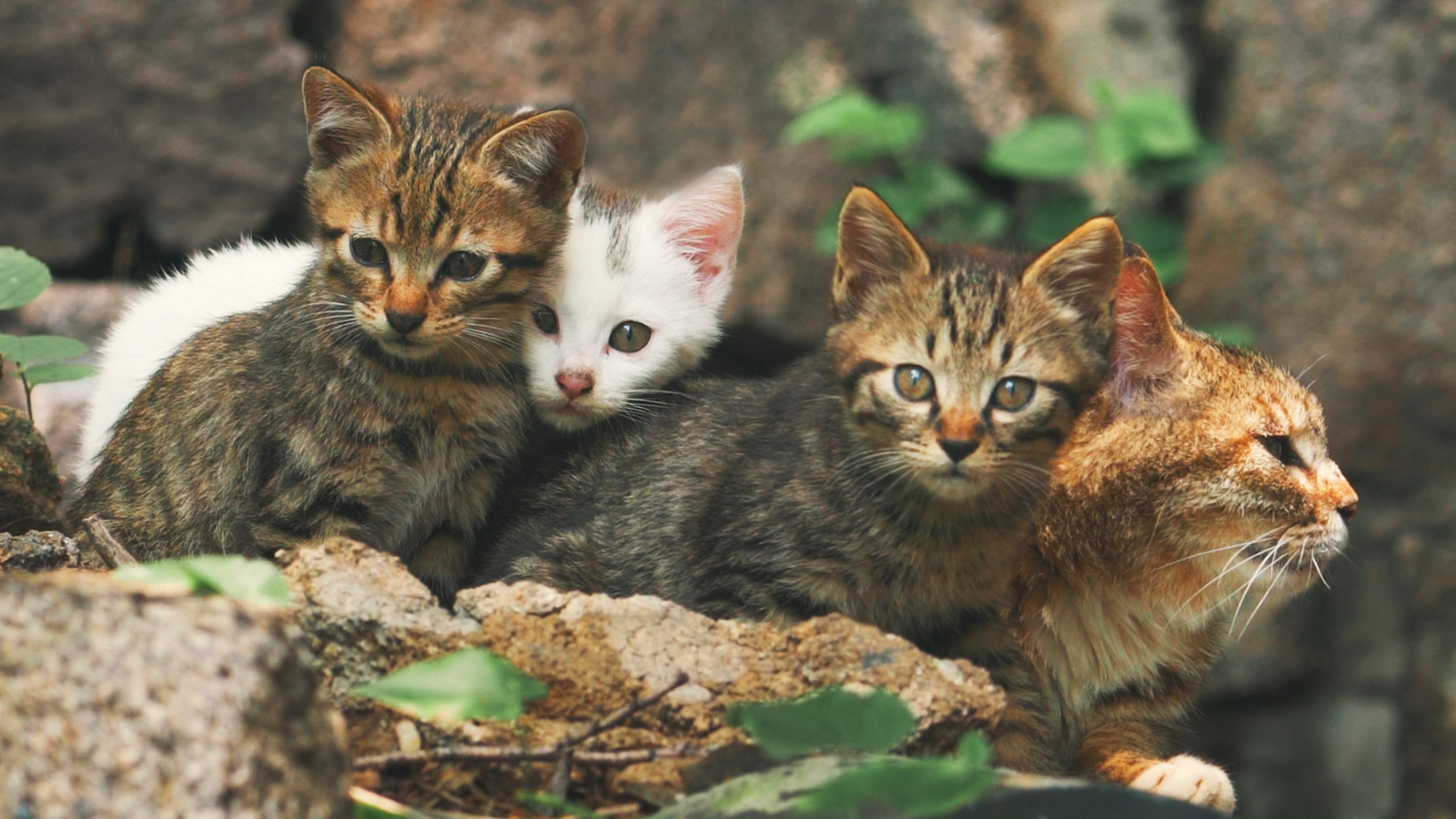叠叠猫：猫妈妈甩不掉的三个小尾巴~