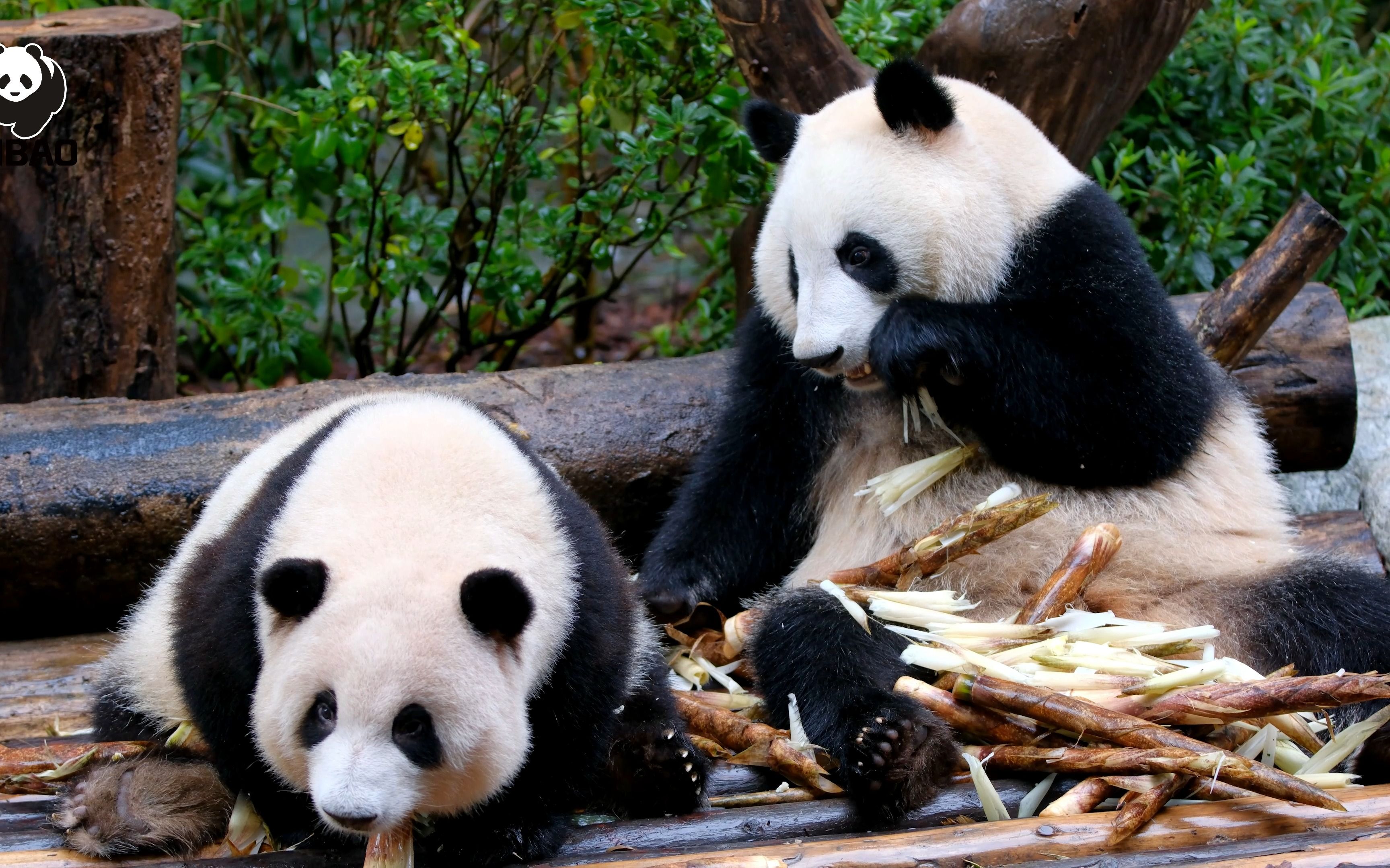 【大熊猫和花和叶】看花叶吃饱饱