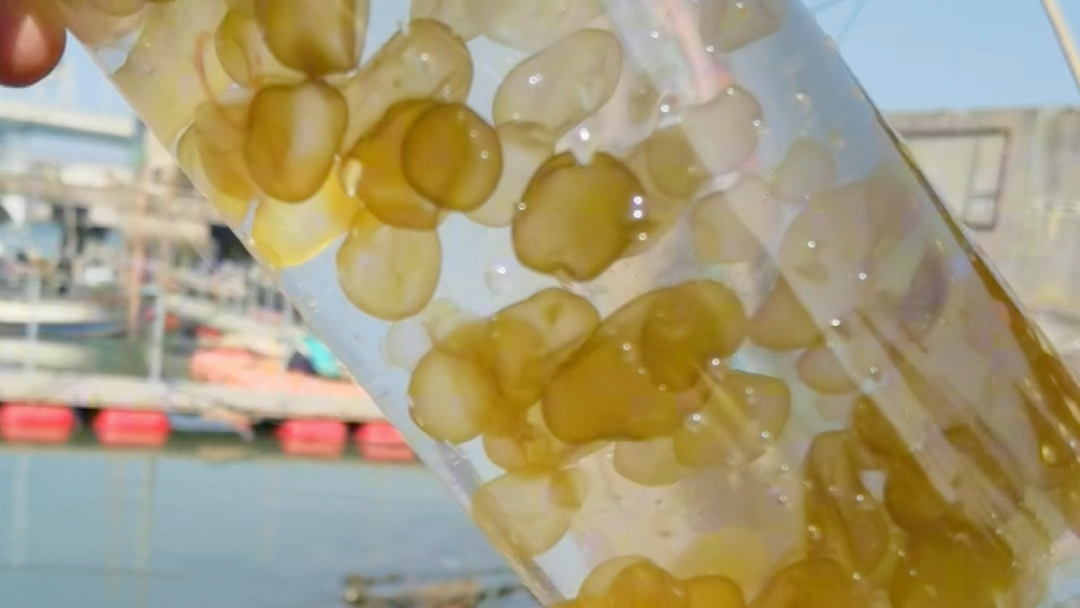 球形棕囊藻赤潮,在海边看到类似这种囊体状态的藻类爆发的时候,一定要