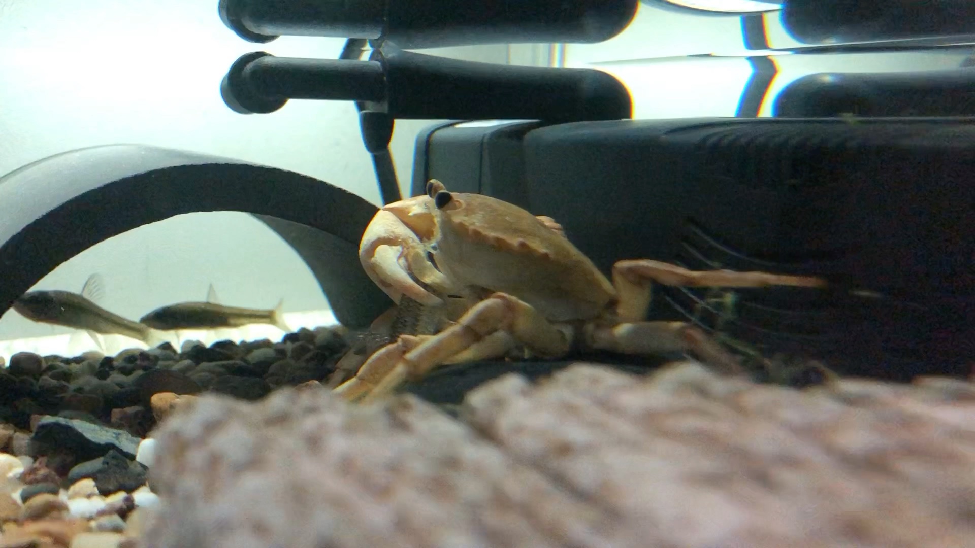 锐刺拟溪蟹食鱼