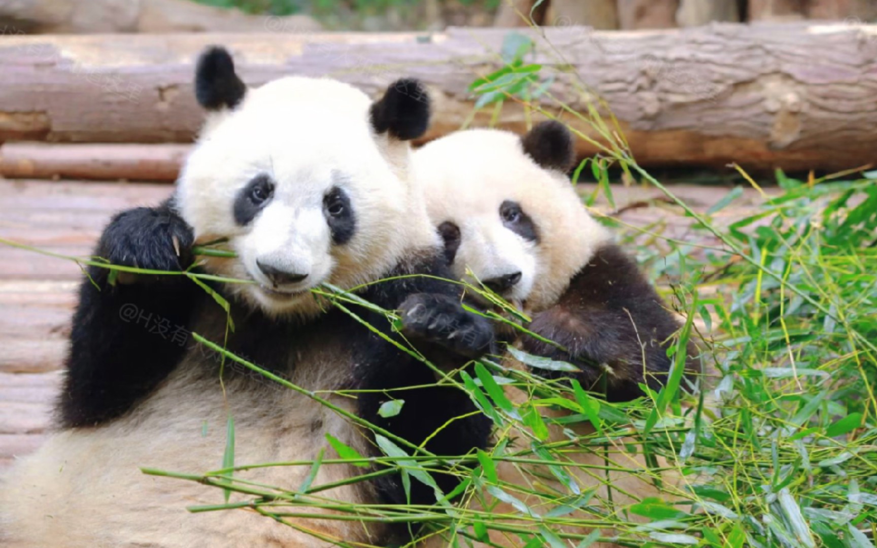 『大熊猫和花』好会撒娇的花花,求抱抱把奶爸压倒了98