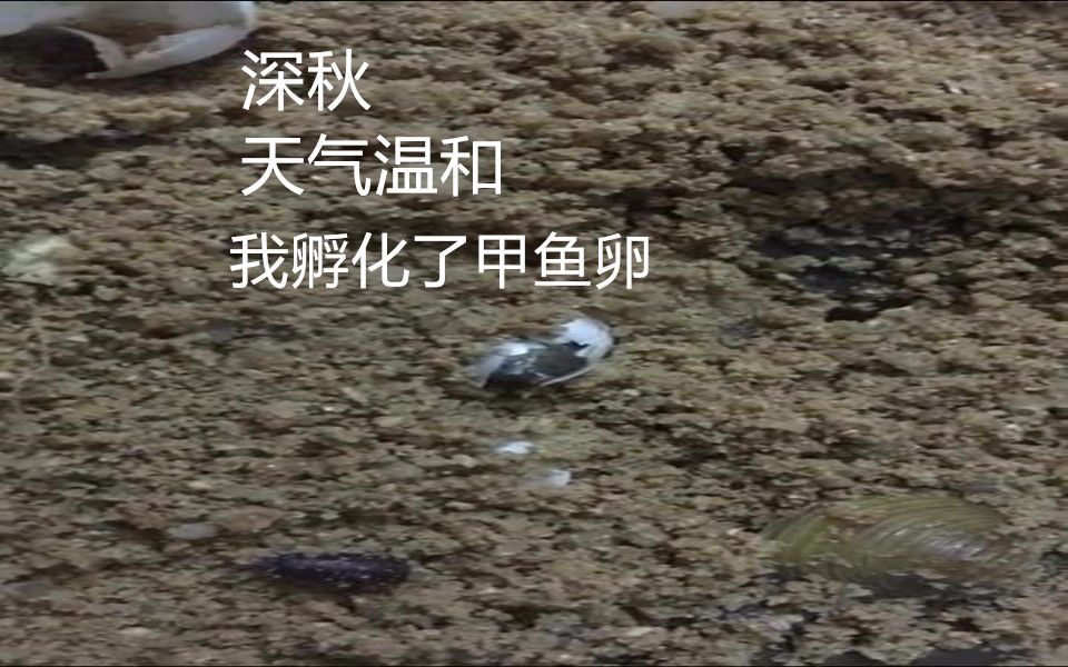 【甲鱼】养甲鱼就要从卵开始!!哔哩哔哩bilibili