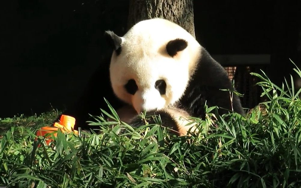 不久前,華盛頓國家動物園的3只大熊貓回到中國