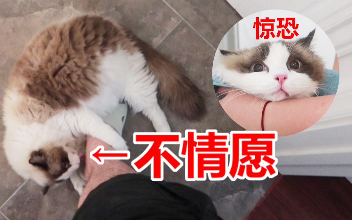 [图]女朋友不在家，猛男居然对猫咪做这种事？？