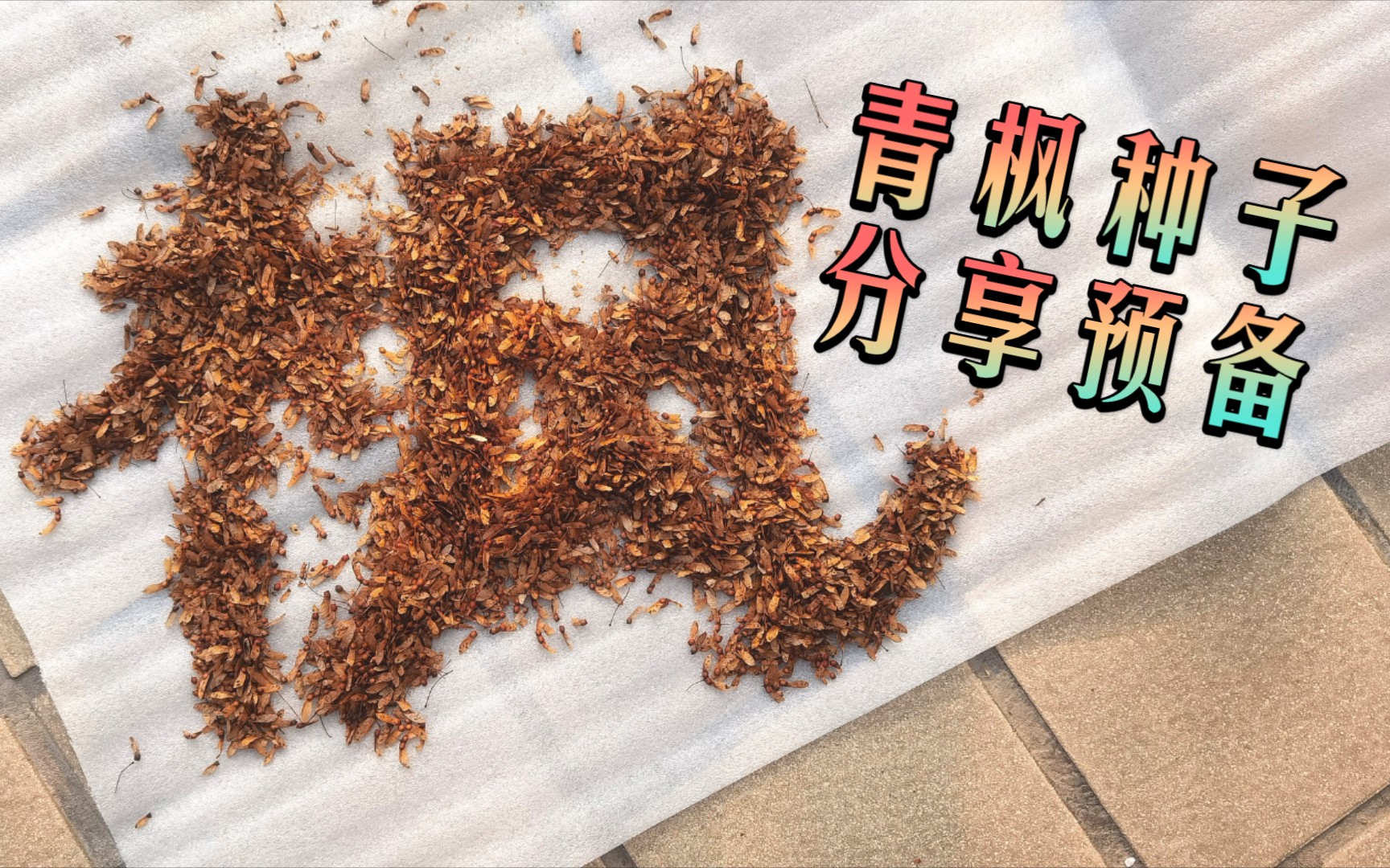 等我呀青枫种子分享预备